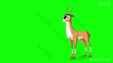 卡通羚羊行走动画运动图形孤立在绿色屏幕上